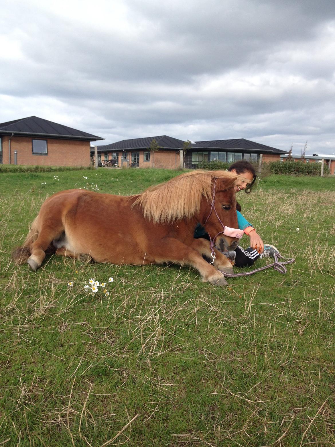 Shetlænder Pilagergårds Amanda billede 14