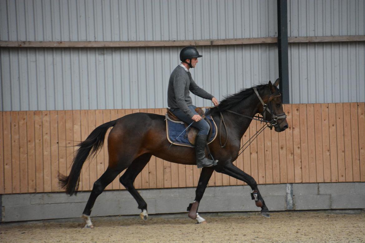 Dansk Varmblod Safran L billede 3