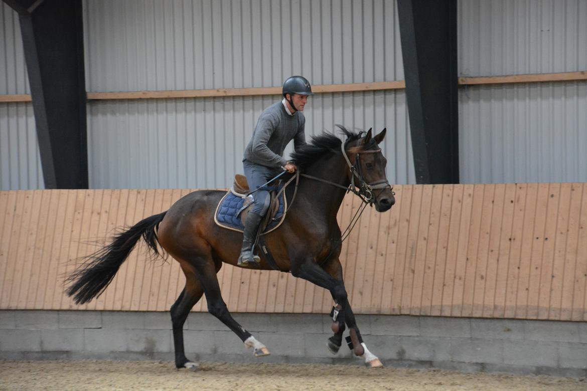 Dansk Varmblod Safran L billede 2