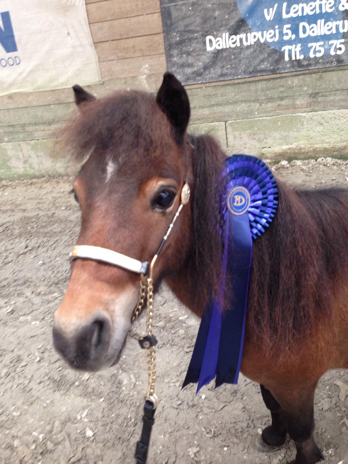 Dansk Miniature † Bjørnsmindes Day Dream † billede 11