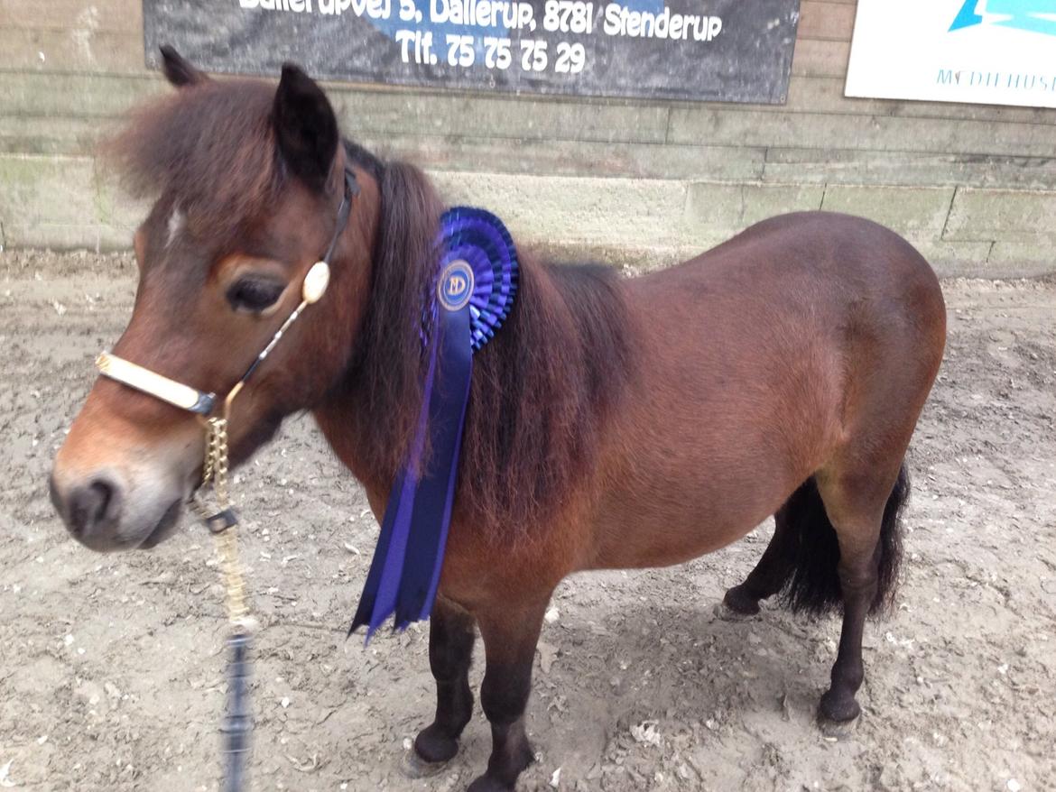 Dansk Miniature † Bjørnsmindes Day Dream † billede 12