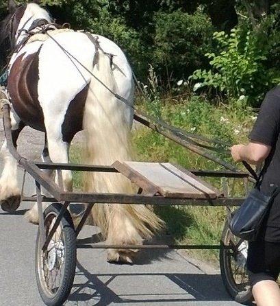 Irish Cob Chiva billede 9