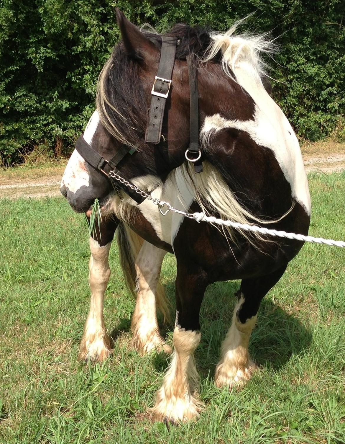 Irish Cob Chiva billede 12
