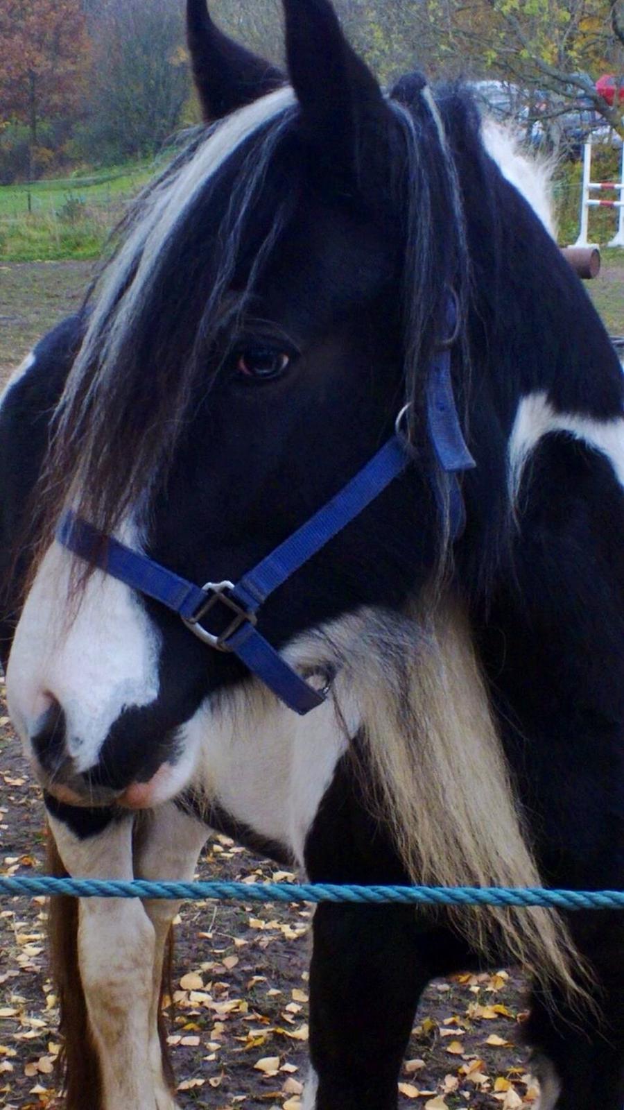 Irish Cob Chiva billede 13