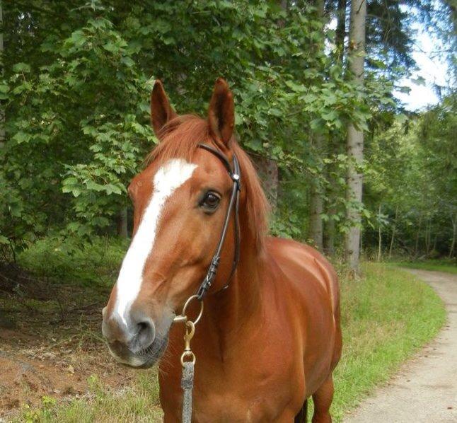 Frederiksborg Baron Skingelsbjerg billede 3