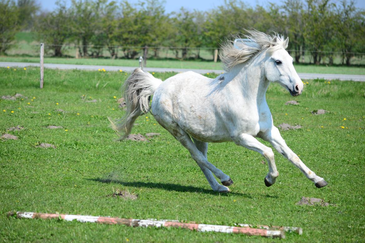 Anden særlig race Moonlight billede 14