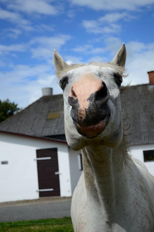 Anden særlig race Moonlight billede 9