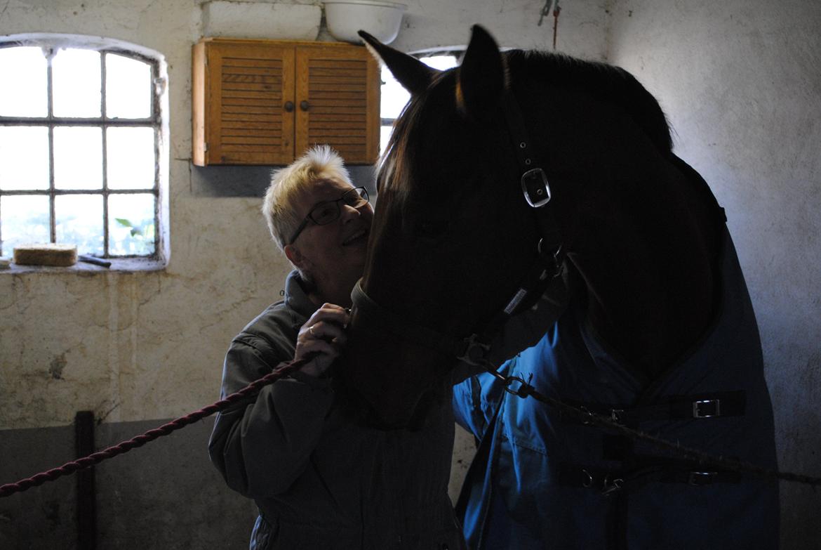 Dansk Varmblod Kashmir af Karlsminde (min mors) billede 12
