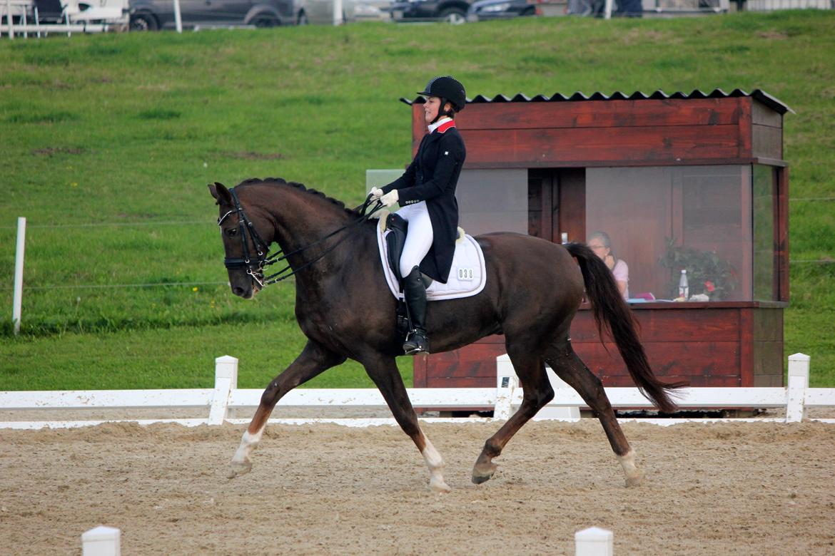 Dansk Varmblod Edelgårdens daddy long leg billede 9