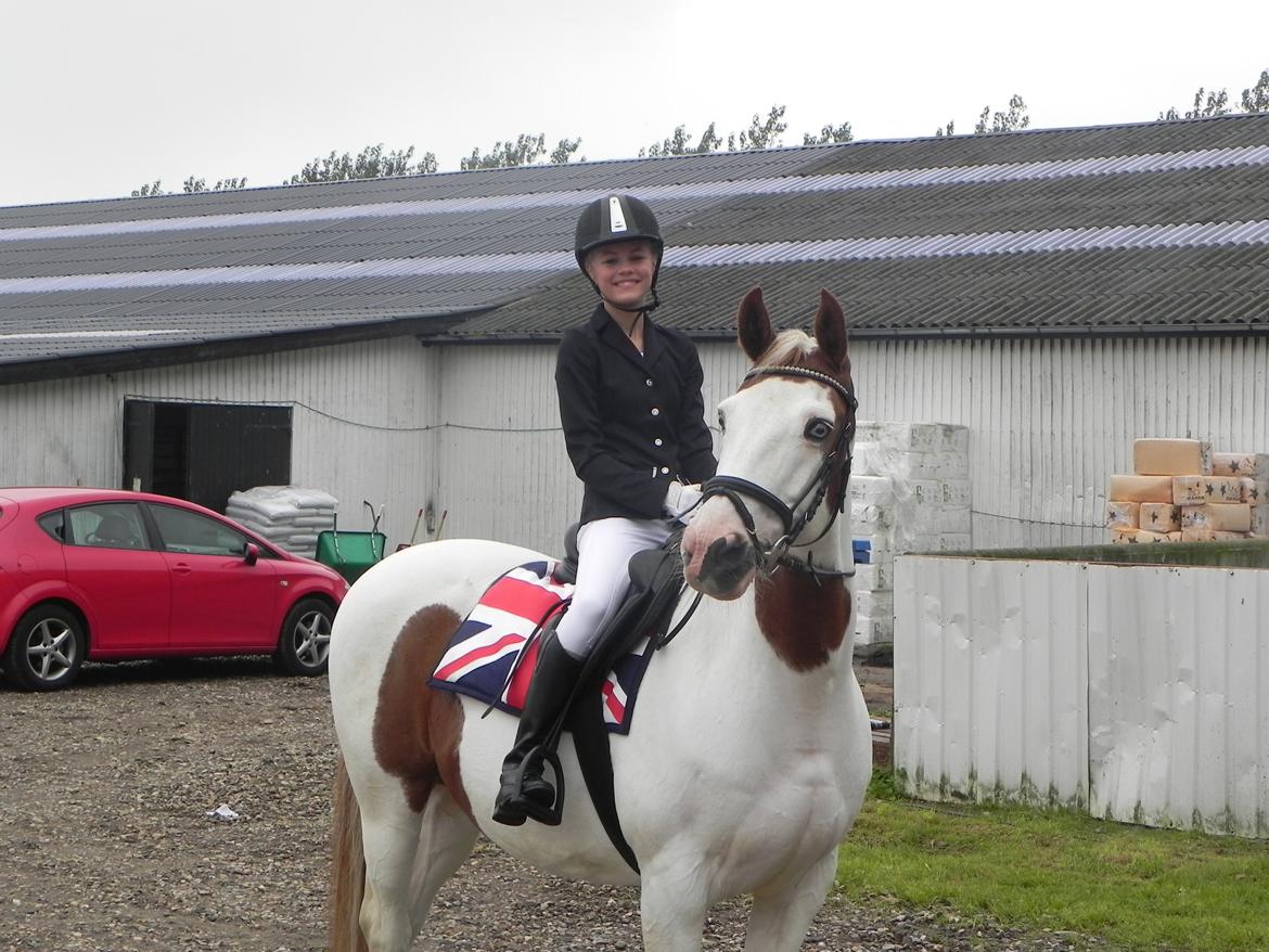 Pinto Camelot billede 2