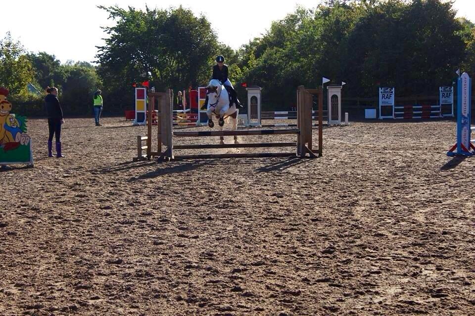 Pinto Camelot billede 12