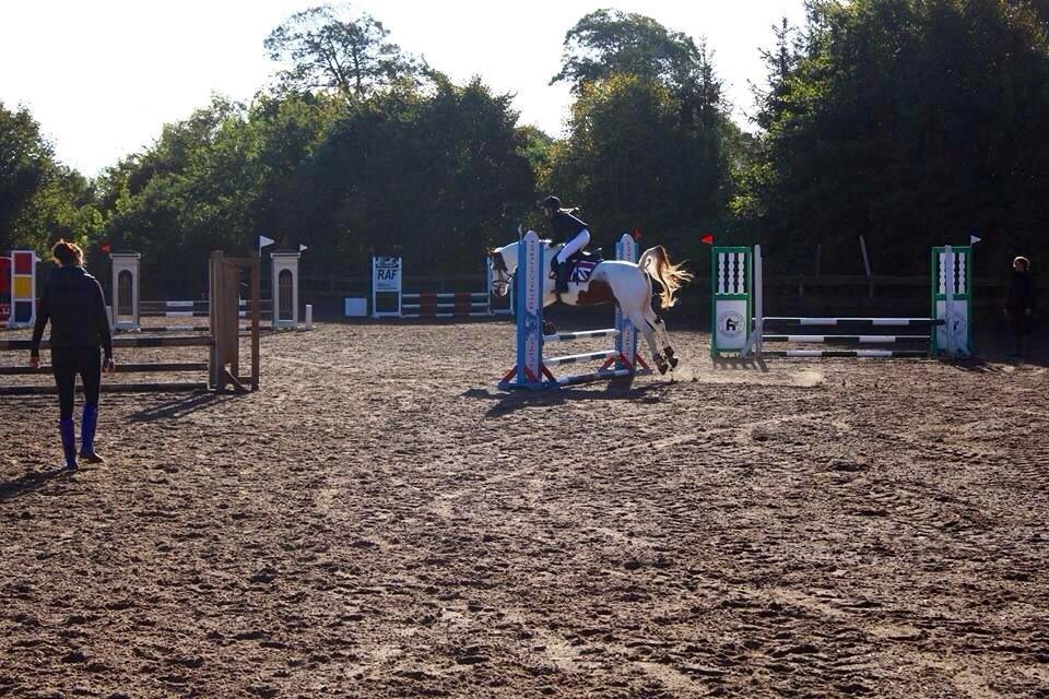 Pinto Camelot billede 18