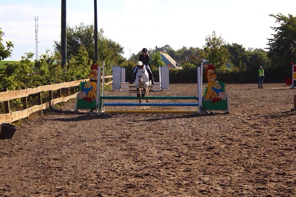 Pinto Camelot billede 7