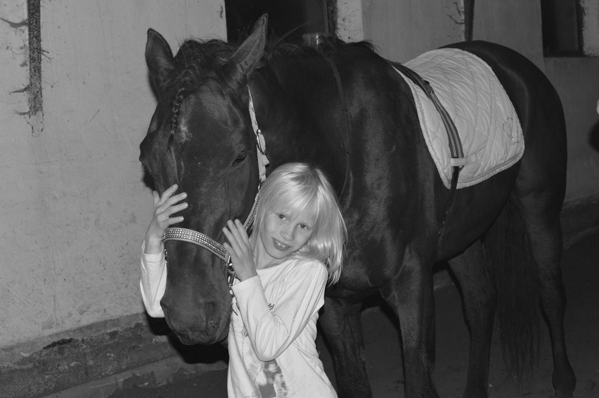 Holstener magic johnson - den ellers farlige hest er blevet til børne pony<3 billede 13