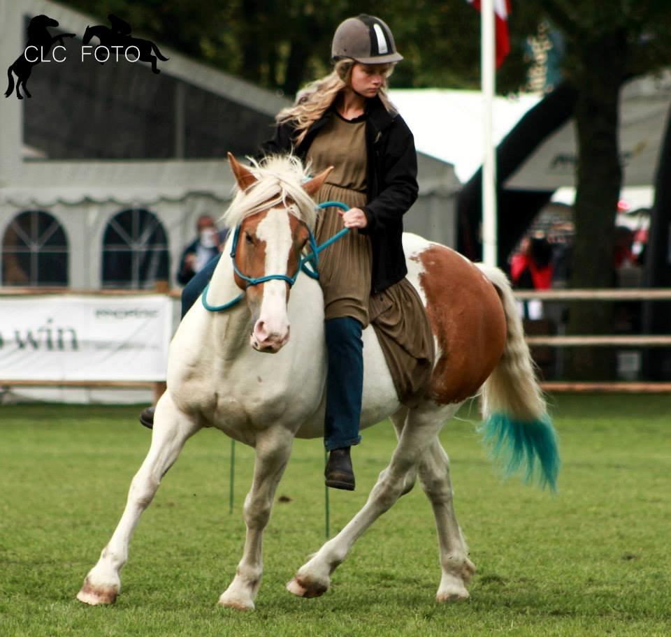 Pinto Lavida billede 1