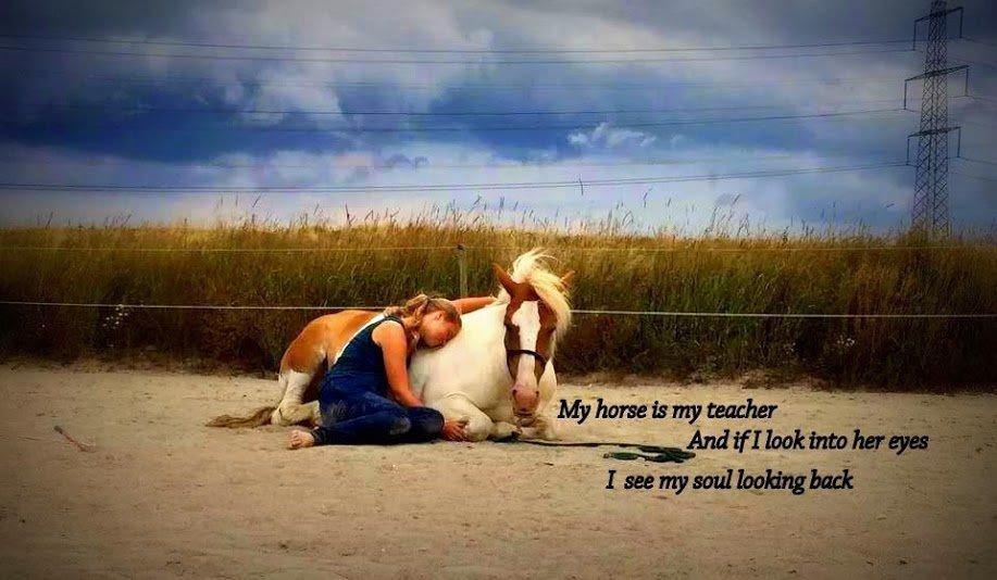 Pinto Lavida billede 3