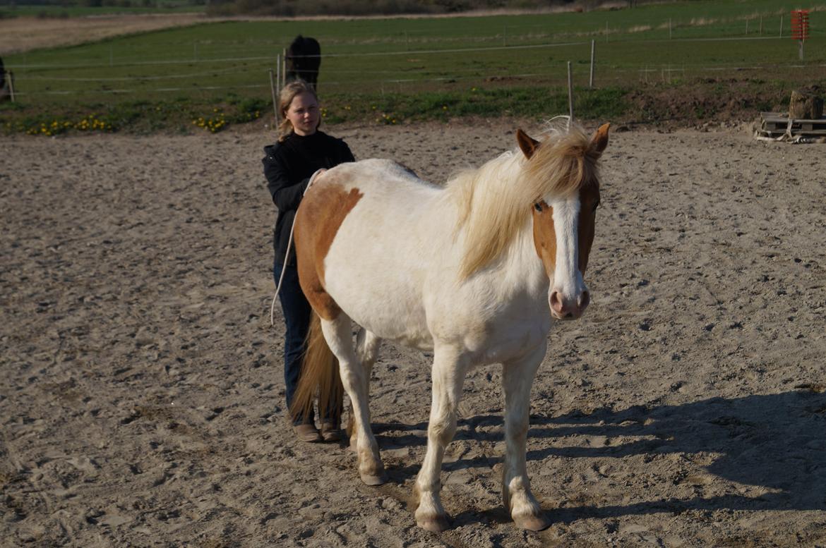 Pinto Lavida billede 10