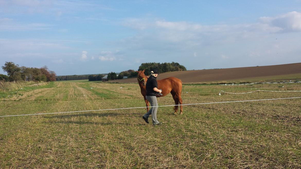 Quarter Rose (Langagergård) billede 7