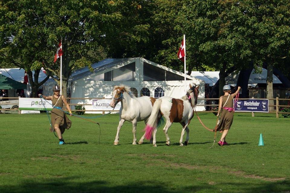 Pinto Lavida billede 19