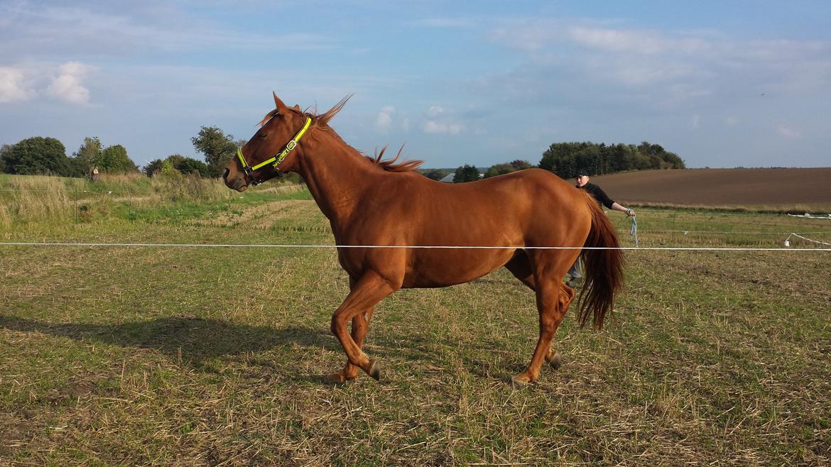 Quarter Rose (Langagergård) billede 8