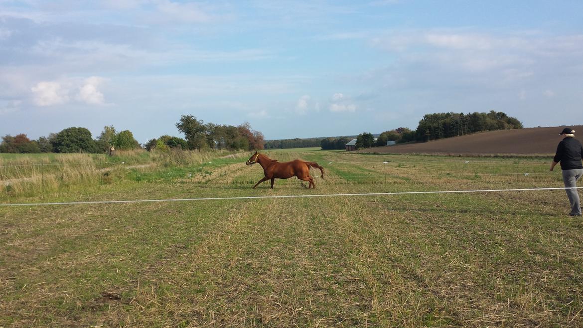 Quarter Rose (Langagergård) billede 9