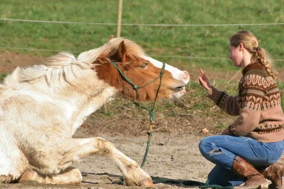 Pinto Lavida billede 20