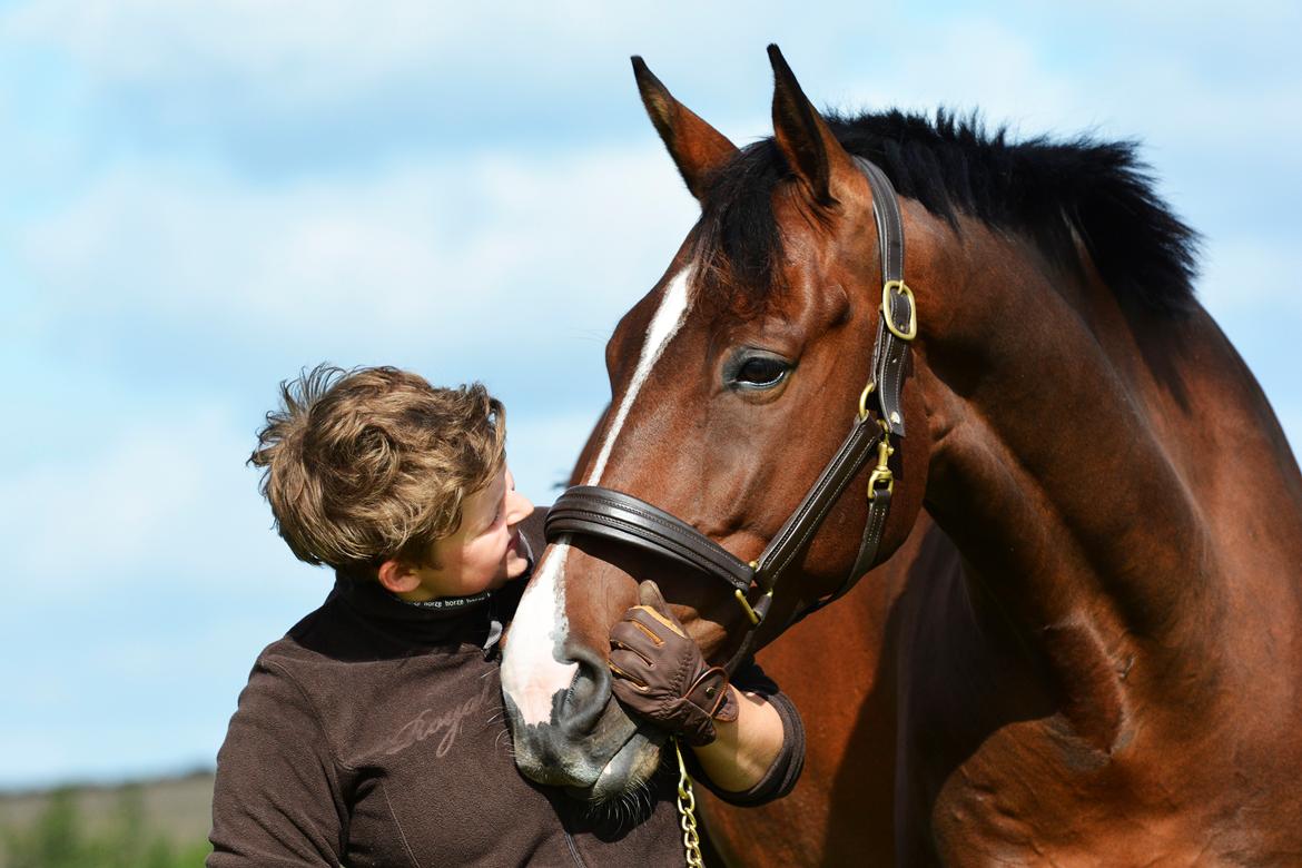 Dansk Varmblod Camarro SR billede 9