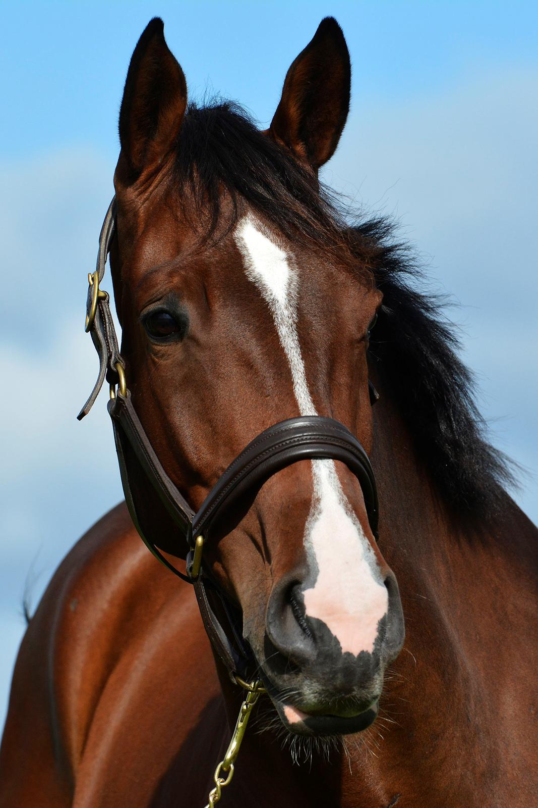 Dansk Varmblod Camarro SR billede 2