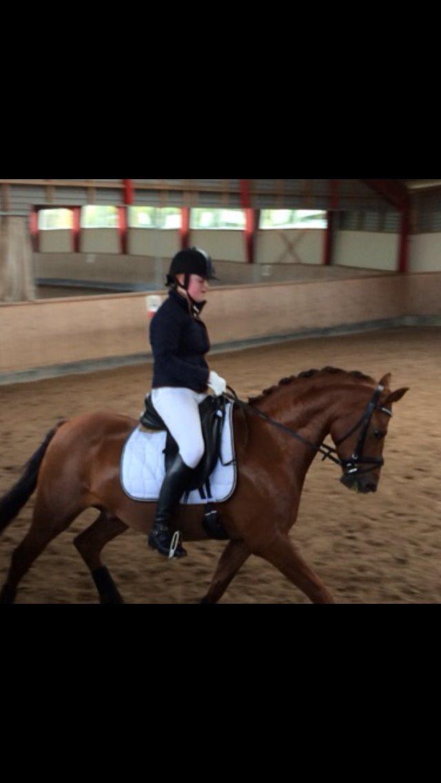 DSP Tofts Gambler billede 7