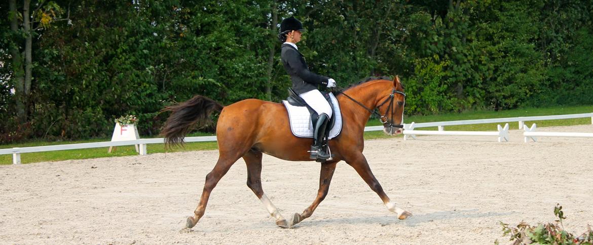 Tysk Sportspony Artos B-pony - Tosse i en øgning til SJM for hold <3 billede 12