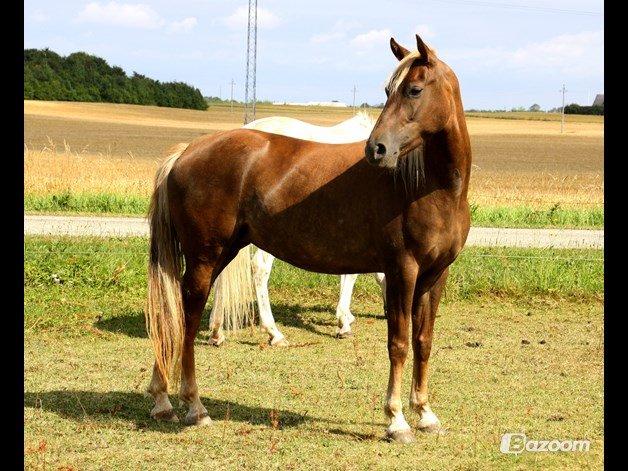 DSP Sunspot billede 15