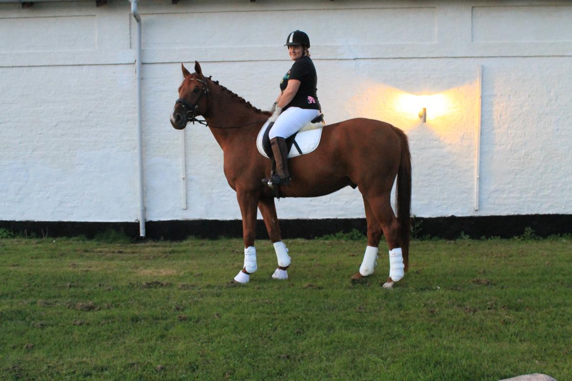 Dansk Varmblod libaks conquest billede 8