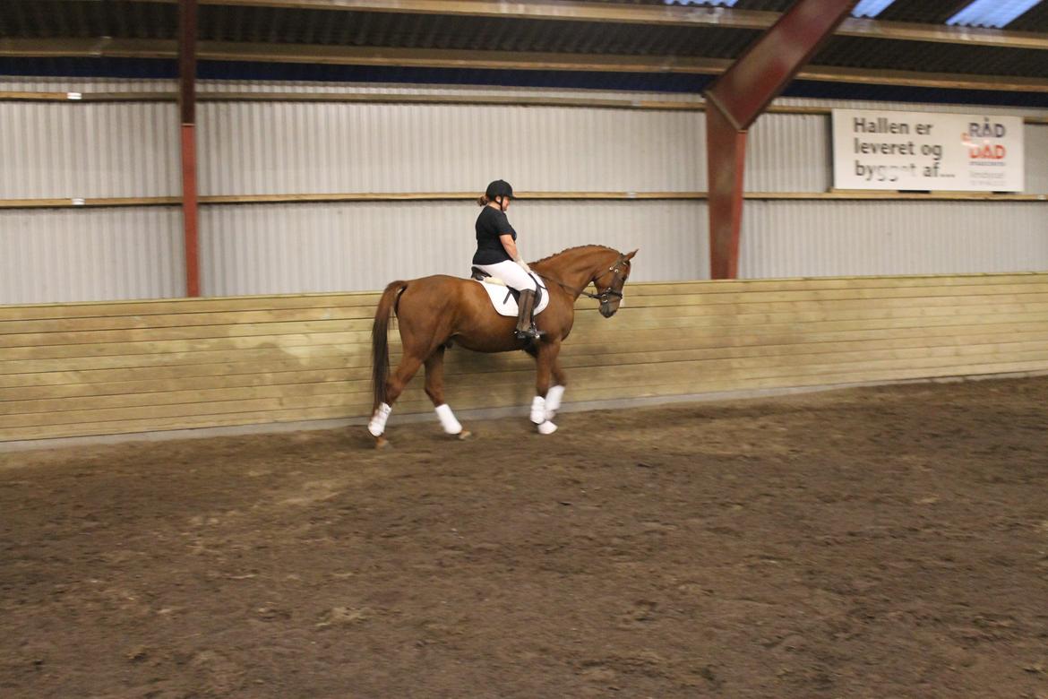 Dansk Varmblod libaks conquest billede 6