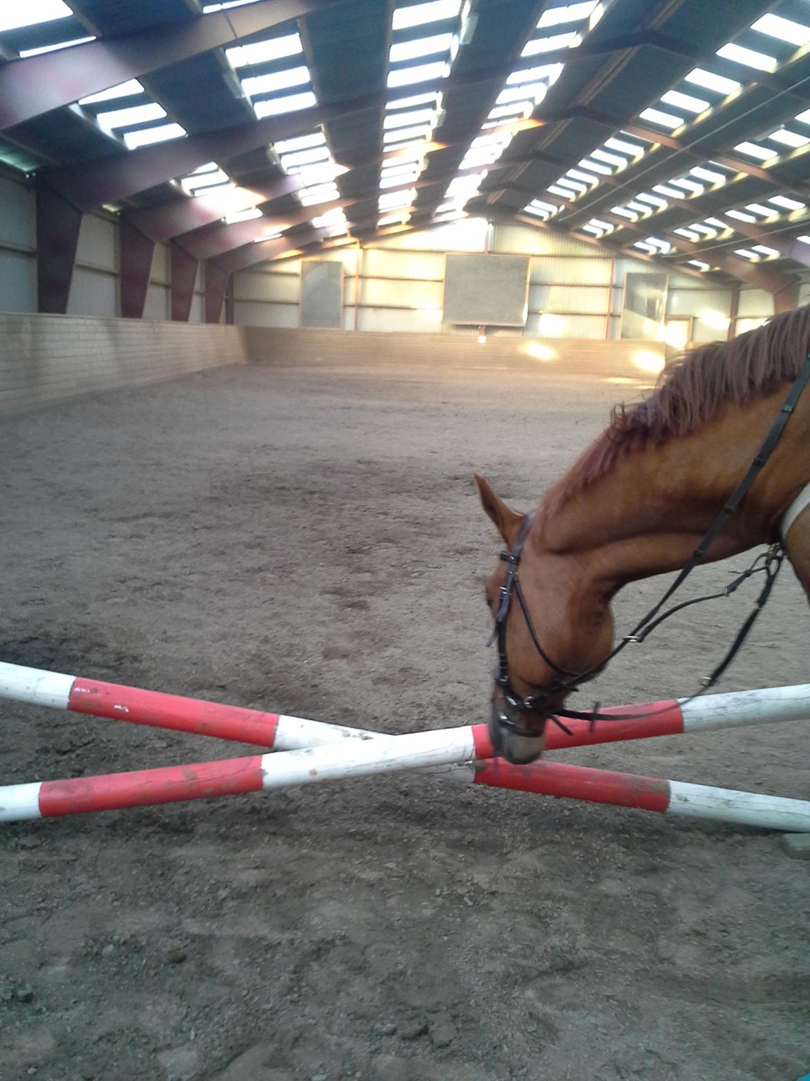 Dansk Varmblod libaks conquest billede 7