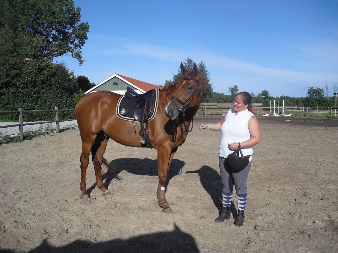 Dansk Varmblod libaks conquest billede 4