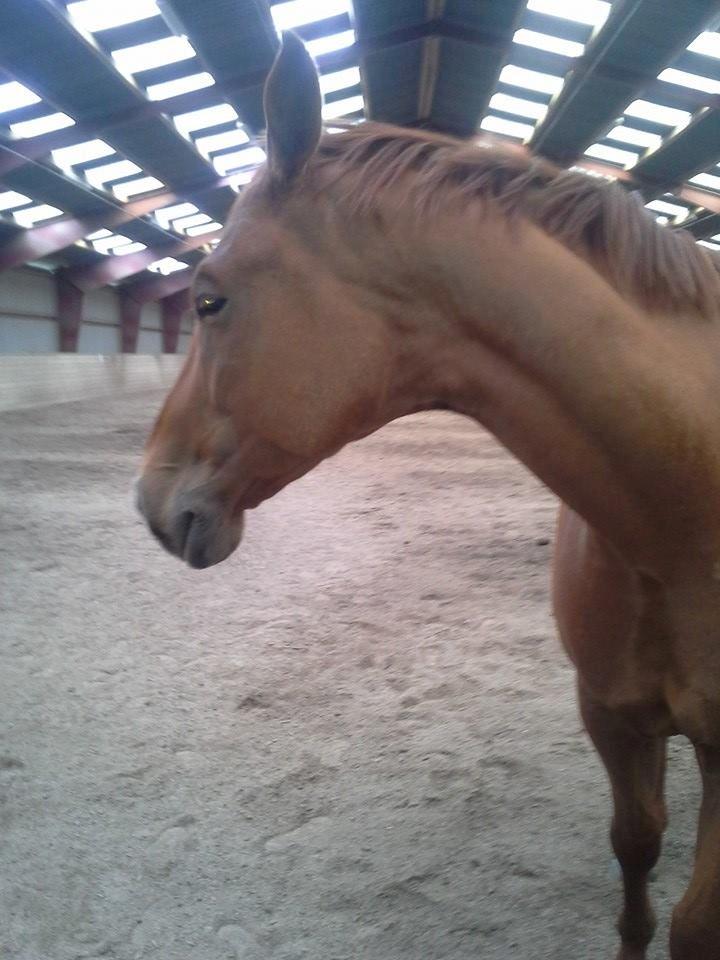 Dansk Varmblod libaks conquest billede 9