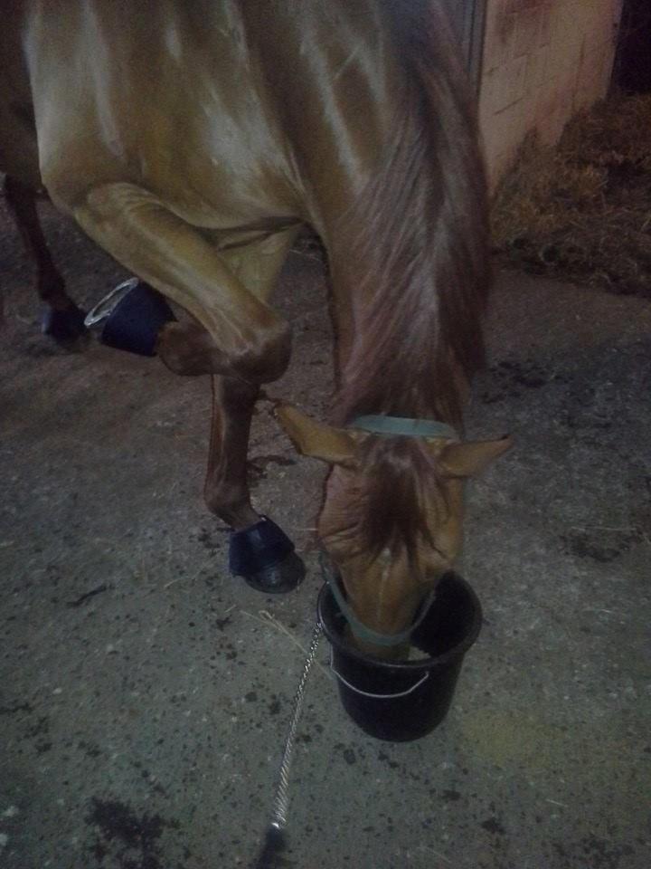 Dansk Varmblod libaks conquest - MMAADD!! billede 10