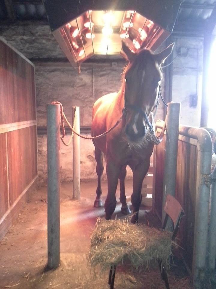 Dansk Varmblod libaks conquest - godt med lidt varme billede 11