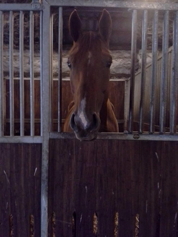 Dansk Varmblod libaks conquest - har du mere mad billede 1