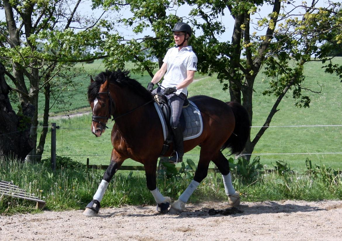 Welsh Cob (sec D) Kildegaards Chester billede 20