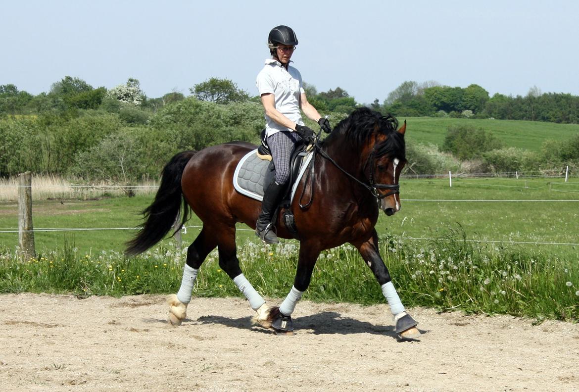 Welsh Cob (sec D) Kildegaards Chester billede 19