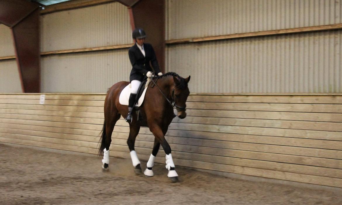 Dansk Varmblod Libak's Zeus billede 1