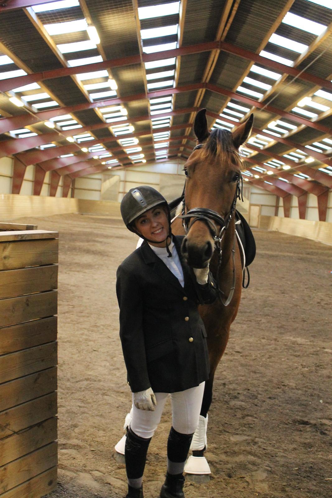 Dansk Varmblod Libak's Zeus billede 2