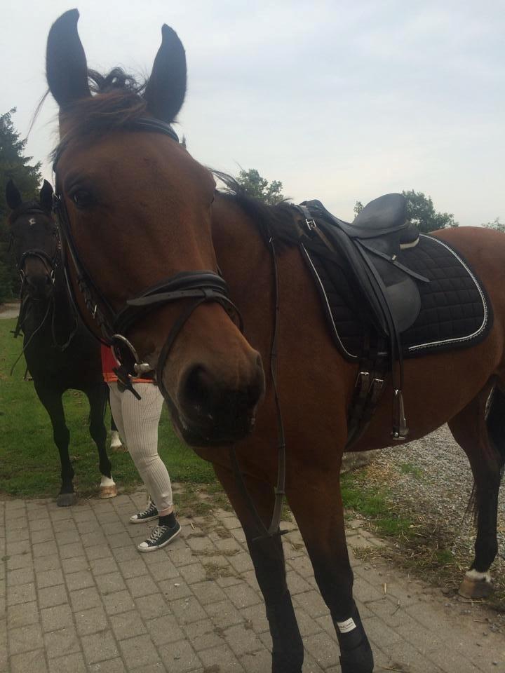 Dansk Varmblod Libak's Zeus billede 3