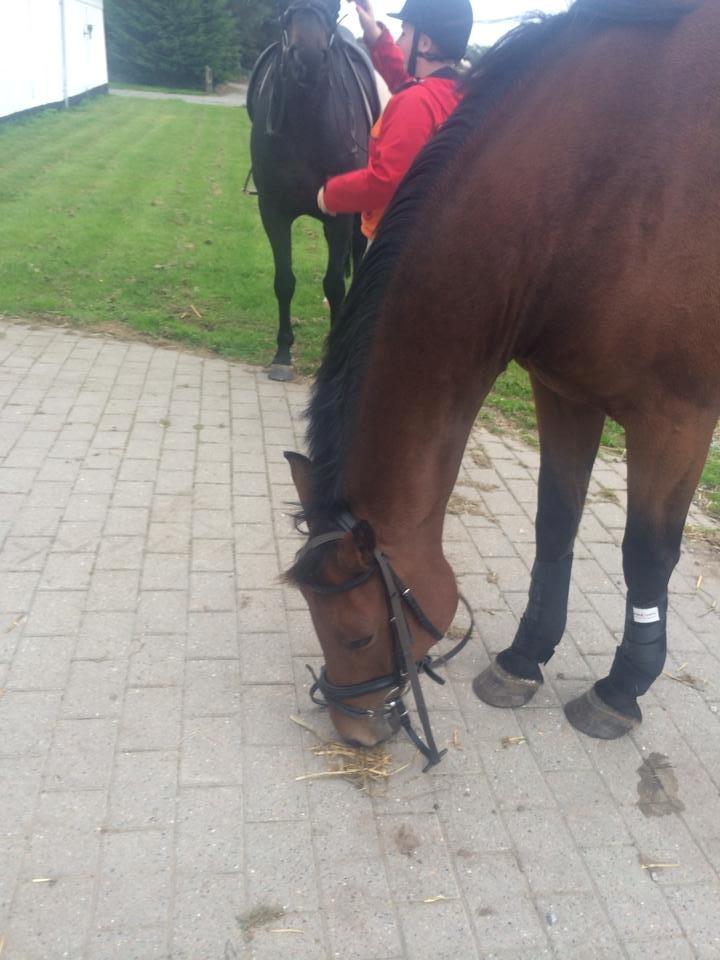 Dansk Varmblod Libak's Zeus billede 4