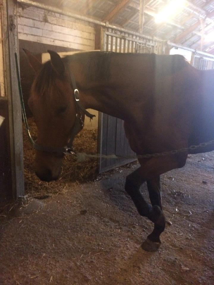 Dansk Varmblod Libak's Zeus billede 5