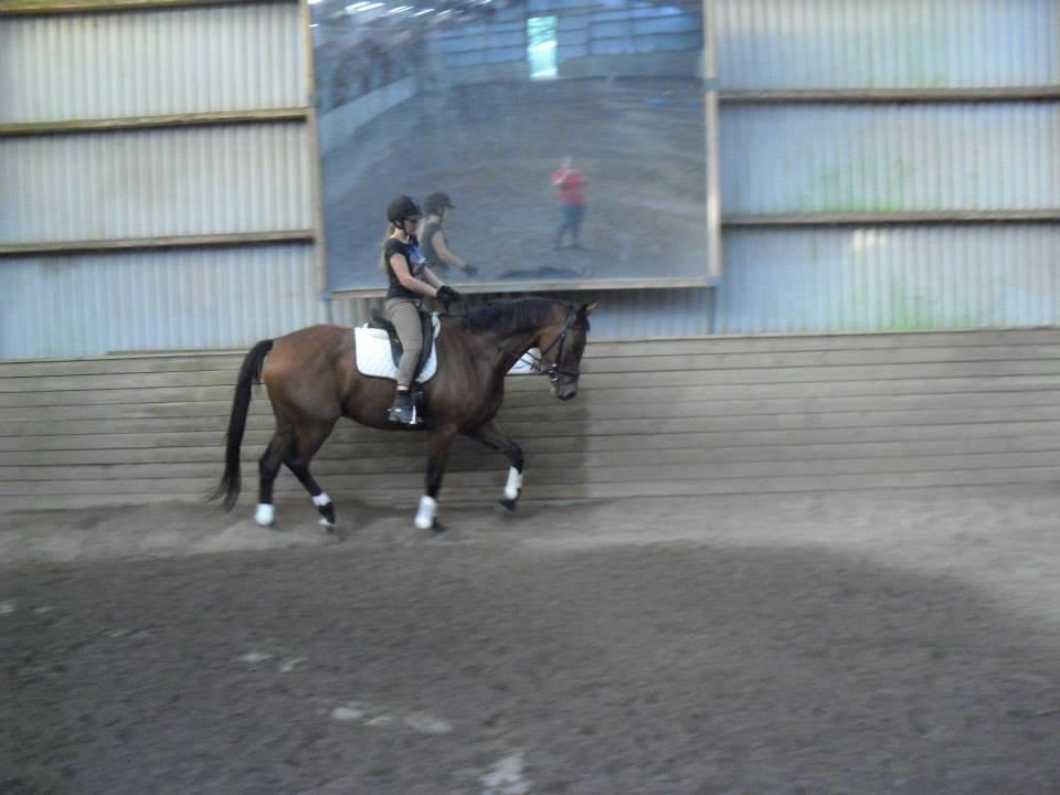 Dansk Varmblod Libak's Zeus billede 6