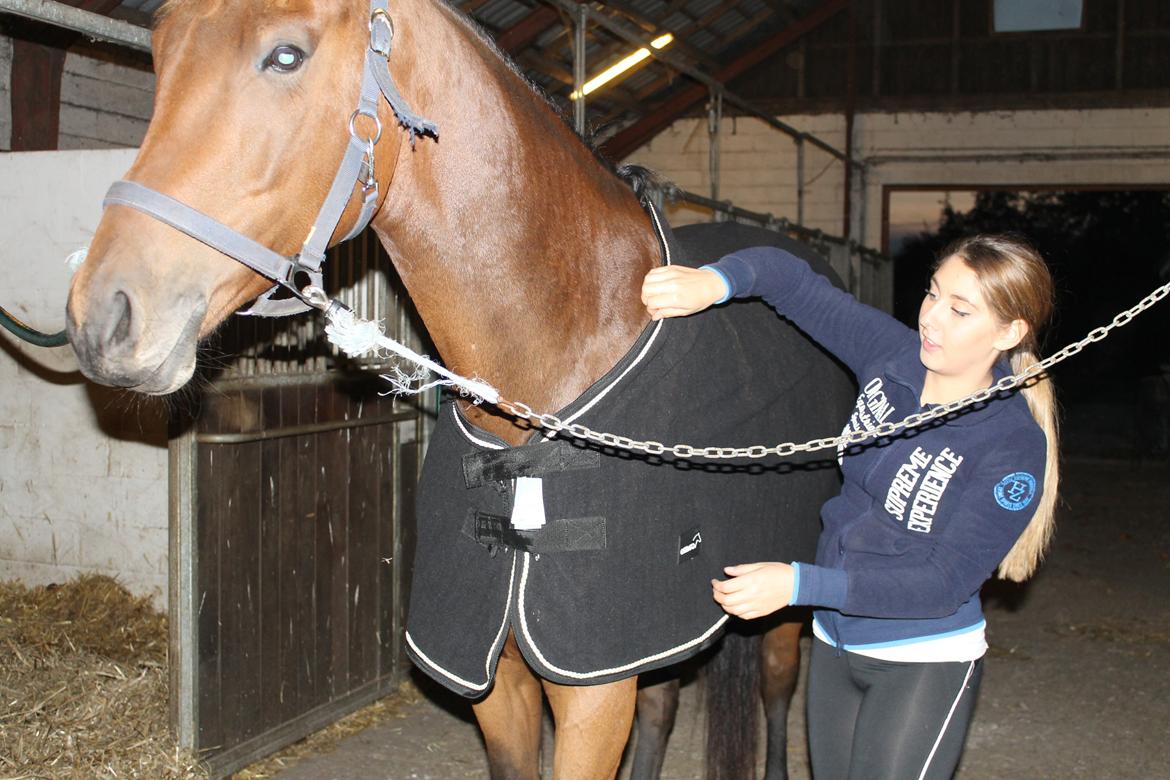 Dansk Varmblod Libak's Zeus billede 7