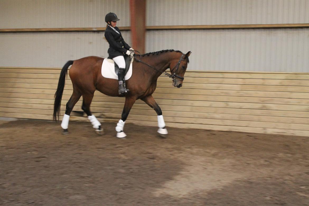 Dansk Varmblod Libak's Zeus billede 8