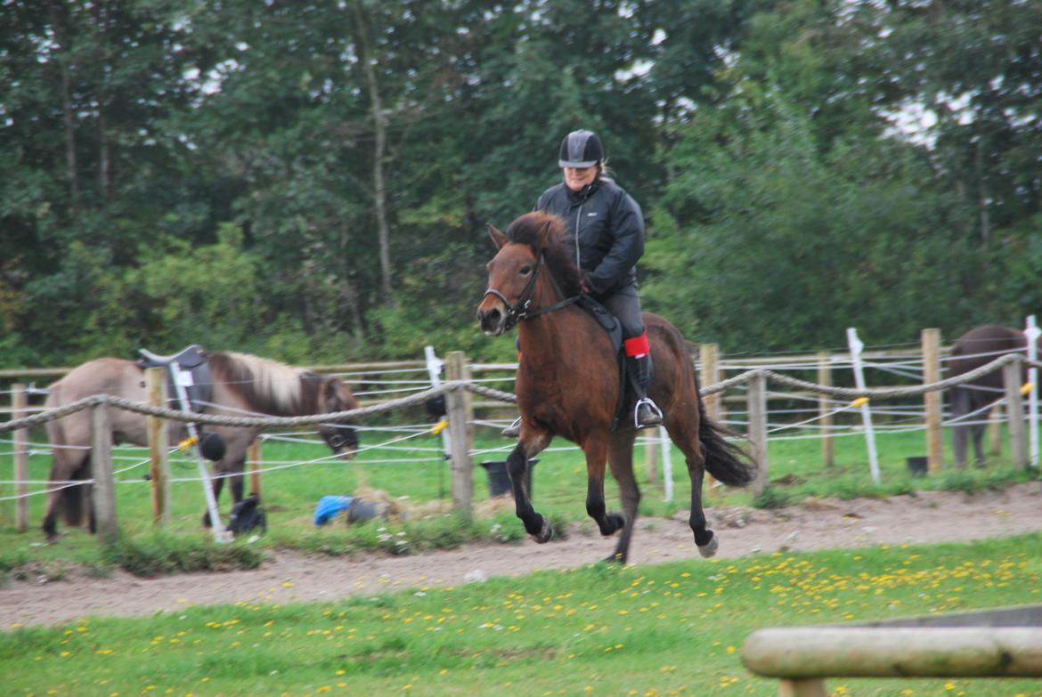 Islænder Pyrniros fra præstemosevang billede 2